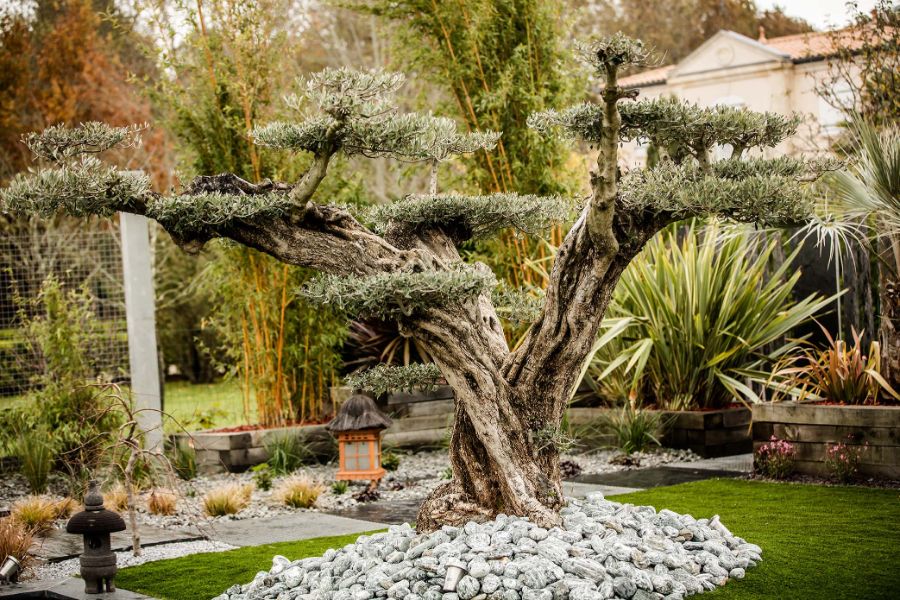 Plantation d'olivier en nuage par grutage