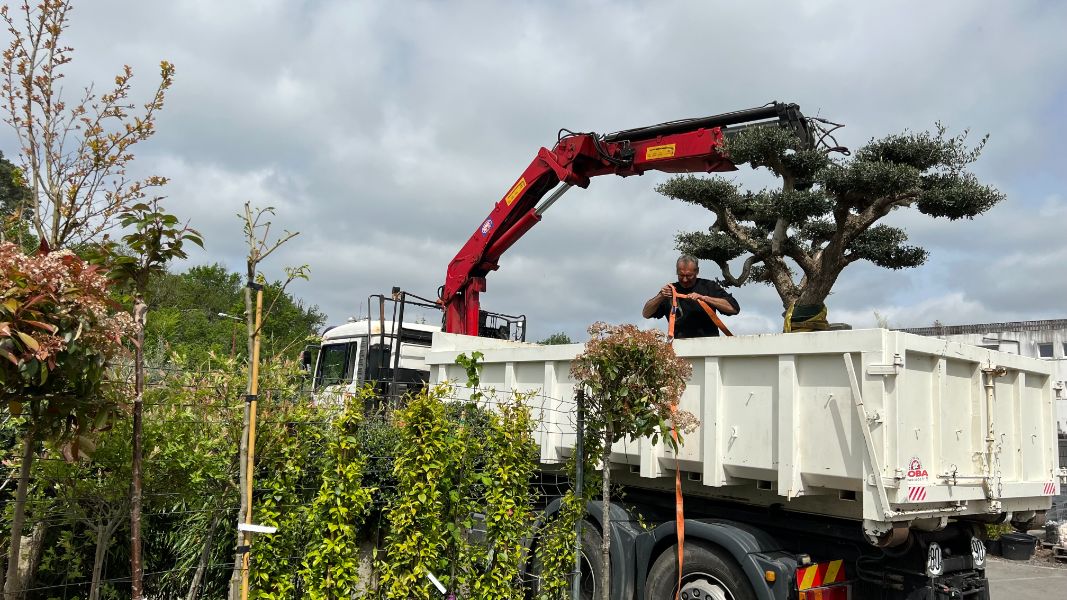 Plantation d&rsquo;olivier en nuage par grutage