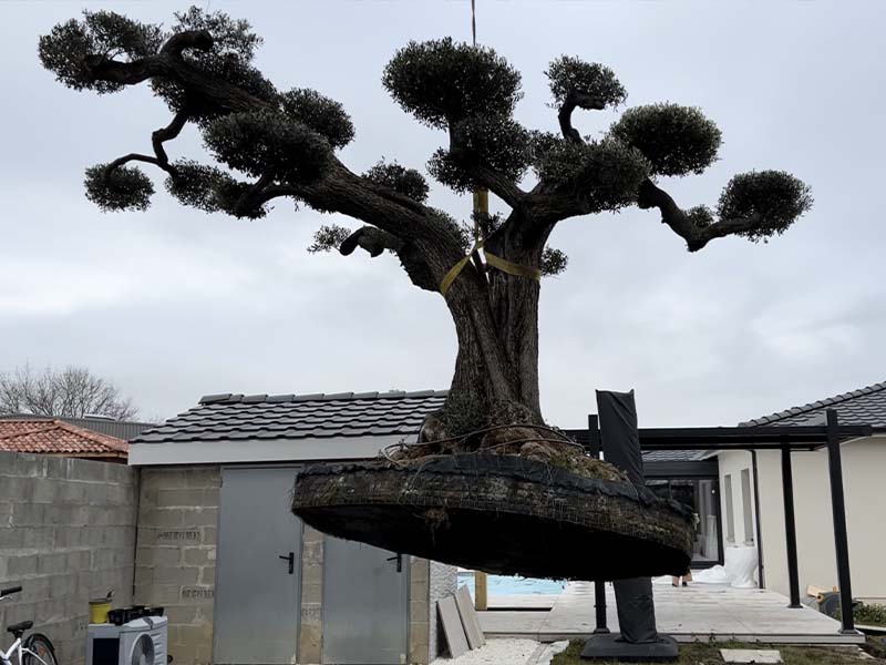 Plantation d&rsquo;olivier en nuage par grutage