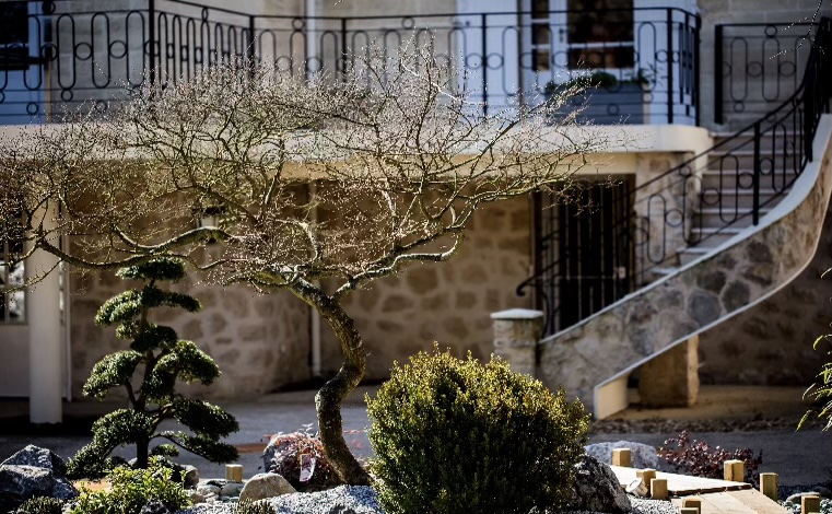 Sérénité Nippone : Érable Rouge & Conifère à Nuage