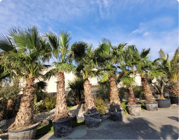 Palmier Washingtonia