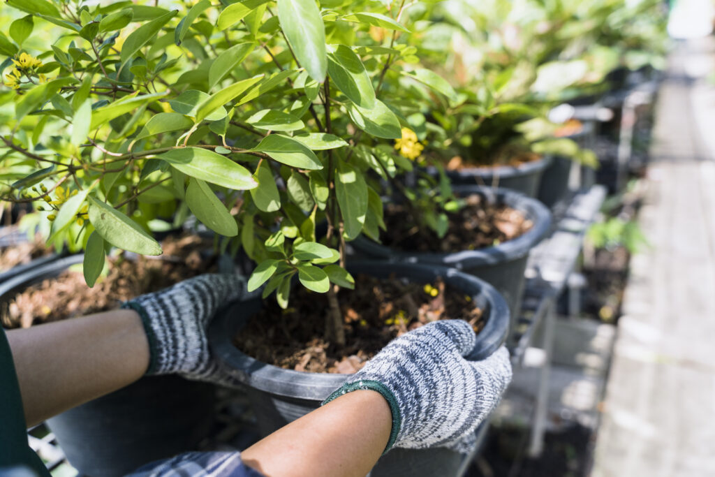 Pépinière à Bordeaux : des végétaux choisis pour des jardins durables